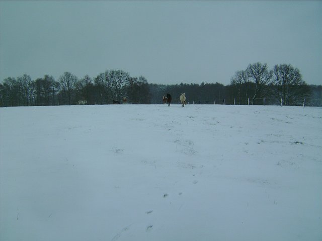 Winter ber unserem Reitgelnde